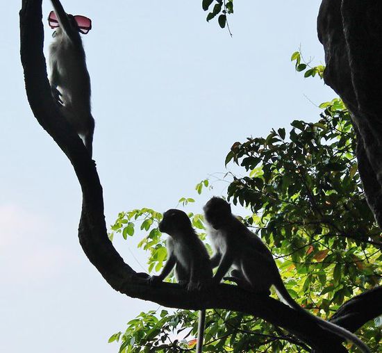 ... Dieb mit modischem Verständnis ...