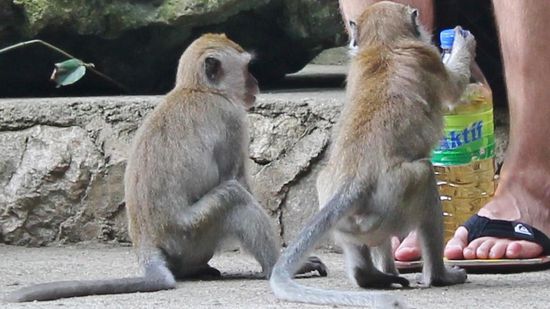 ... dann geht es ruckzuck zur Sache - "Wasser her, aber flott!" ...