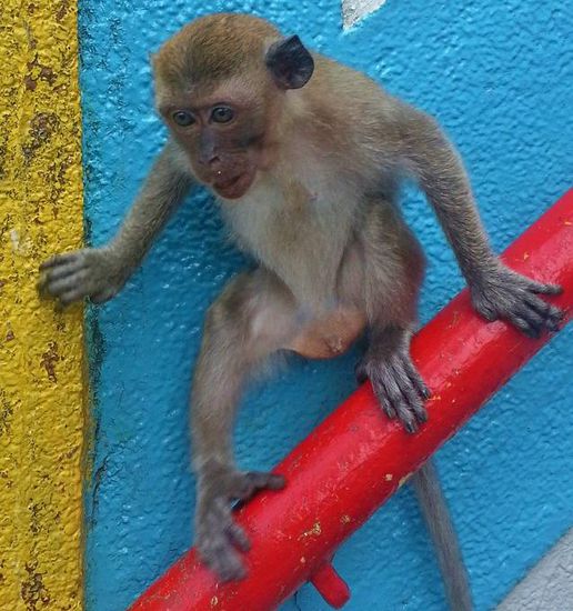 ... die Beute fest im Blick ...