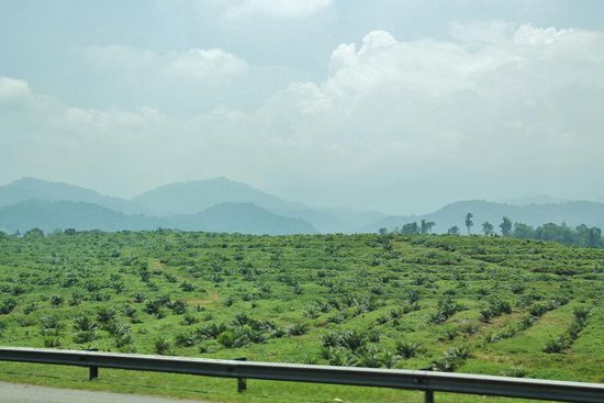 ... so langsam gibt es in Malaysia keinen Dschungel mehr, sondern NUR noch Palmölplantagen  ...