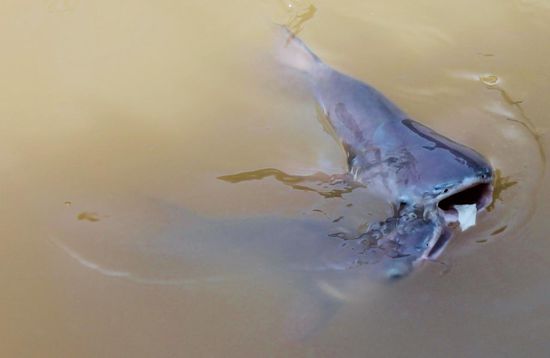 ... auch hungrig ...