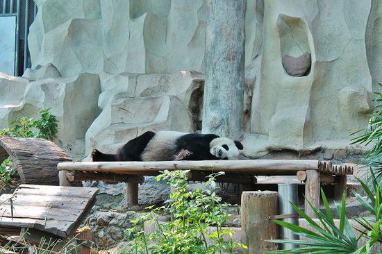... Herr Panda ...