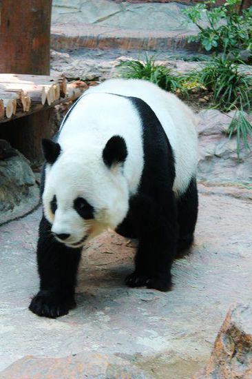 ... Frau Panda ...
