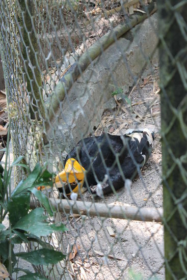 ... der geflogen ist ...