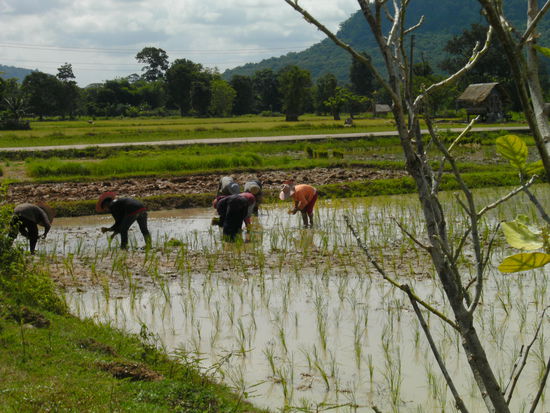 ...und immer wieder Reisfelder... Kilometer um Kilometer...