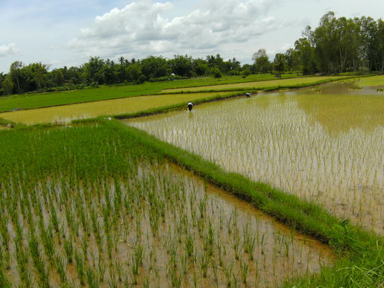 ...und noch mehr Reisfelder....