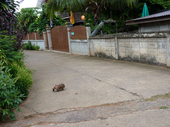 Im Schildkrötendorf hat jedes Haus seine freilaufenden Turtles. Also vorsichtig fahren!