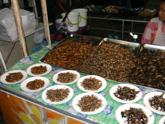 Käfer, Larven, Heimchen.... was darfs denn sein ?