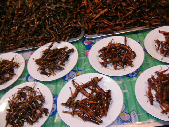 Heute im Angebot: Frische Heuschrecken in diversen Formaten. Dazu Grillen und Heimchen sowie leckere Maden.