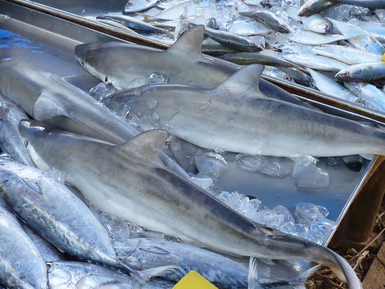 Frischen Hai braucht der Thai.....