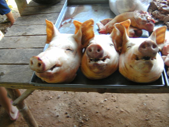 Nur keine Scheu, es gibt natürlich auch Schwein.....