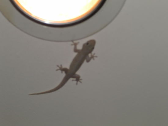 Die sind nicht zum essen, das sind unsere Mitbewohner!