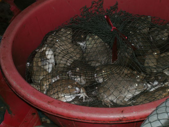 Frische Frösche.... wers 
mag!