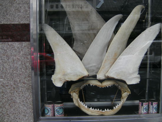 Leider gibt es in Chinatown auch echte Haifischflossensuppe. Nur gut für impotente Barbaren!