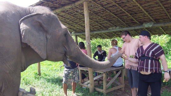 Erst mal mit Bananen "Gut Wetter" machen. Dann gehts los mit dem "Elefantenführerschein".