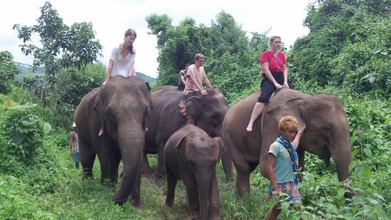 Ein anderer kleiner Elefant durfte schon mit auf die Tour. Er ist 2 Jahre alt und wird gerade an die Gruppe gewöhnt. Allerdings hielt er die anderen Elefanten ziemlich auf.