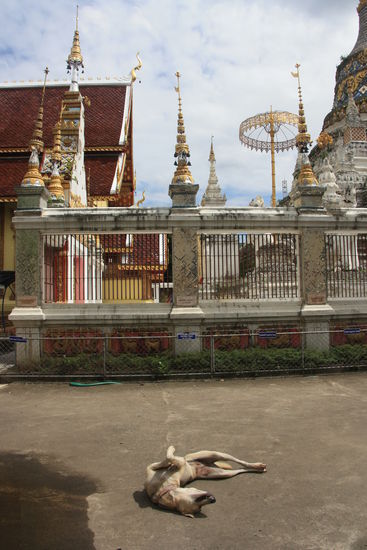 Untertitel von Ela: Da Ali den ganzen Urlaub ueber schon Hunde fotografiert hatte, durfte er an dieser Stelle den am besten in Szene gesetzten hochladen (vor Wat Saeng Fang)