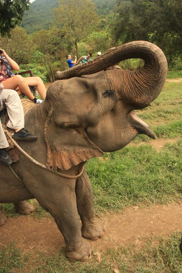 Ein Elefant, wie er sich seine Zuckerrohre von den oben sitzenden Touris abholt