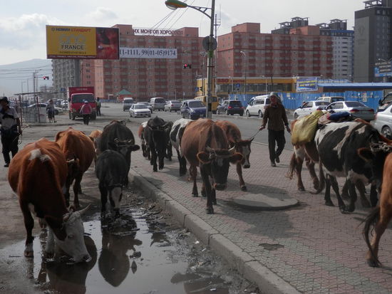 Kuehe mitten in der Stadt...