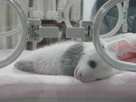 oh, so ein kleiner Wurm will auch mal ein grosser Baer werden