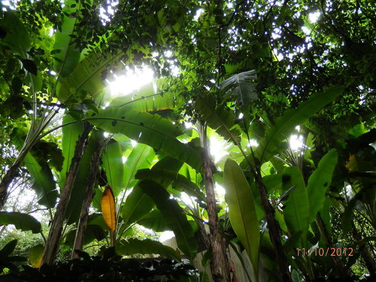 Herrlich, dieser Park, wie im Dschungel...