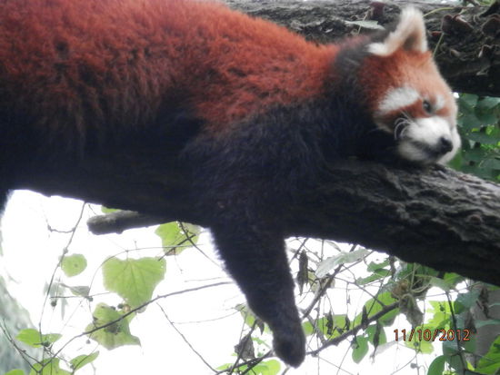 ja auch die roten Pandabaeren leben im Hochgebirge Sichuans...