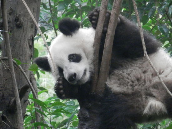 ja, sie klettern wirklich auf Baeume