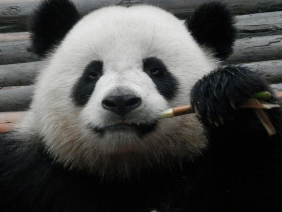 Hmmmm...sitzt da und sieht aus als wuerde er ein Pfeifchen rauchen