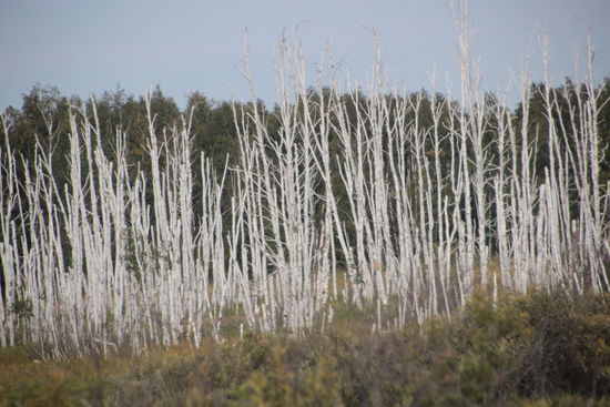 Birkenwaelder........so weit das Auge reicht.....
