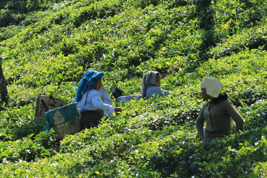 Hier bei der Ernte des berühmtesten Tee´s der Welt "Dargeeling-Tea"