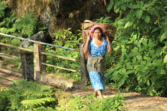 Teetransport durch den Dschungel ins Tal....