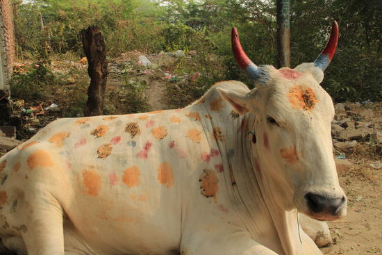 "Herzlich willkommen in Agra", muuhh....
