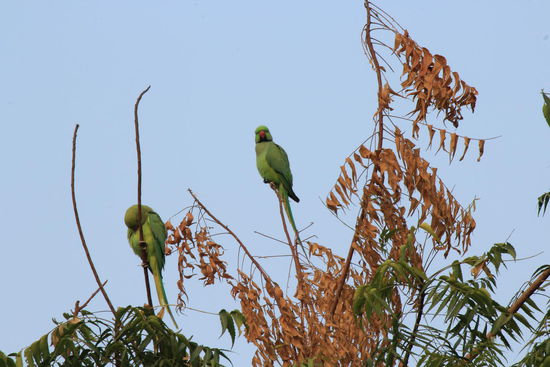 ...neugierig schwirren sie überall rum, die "Halsbandsittiche"