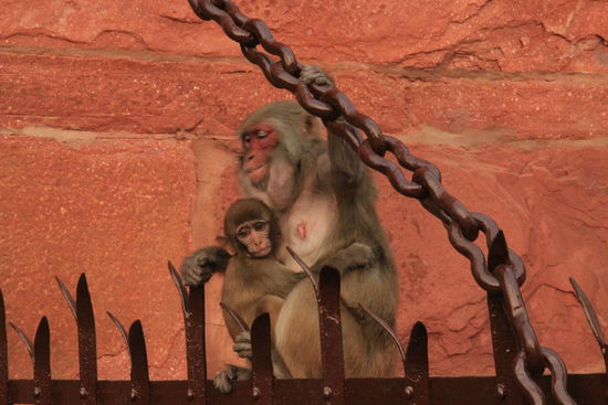 Affen beherrschen heute das "Fort"