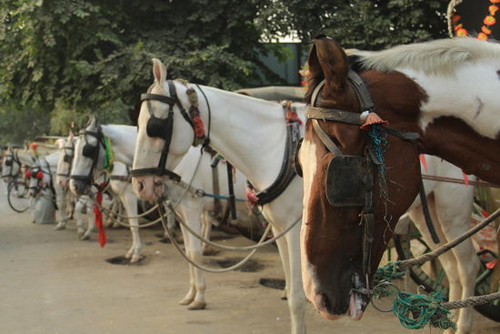 .....kurz vorm "Taj- Mahal" muss man umsteigen auf "Biogas"