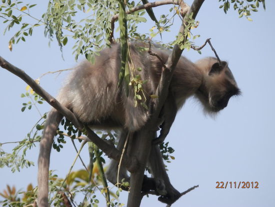 Hallo Vorfahr,....willkommen im Garten "Eden"