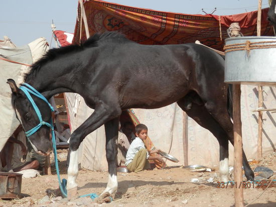 mein Pferd und den kleinen Tellerwaescher nehm ich auch gleich mit nach hause.....