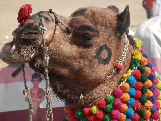 hab ne' Blume in der Nase...lalalala...