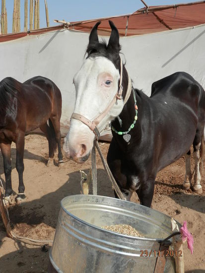 nicht ganz so schoen wie Pearl, dafuer mit Halskettchen....