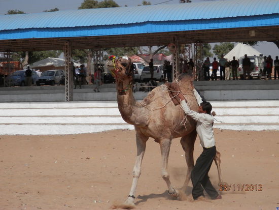 Training fuers Kamelrennen...