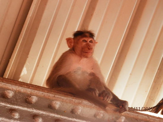 Baby "Affe"....der hat was, oder??? so "Herr der Ringe", oder???