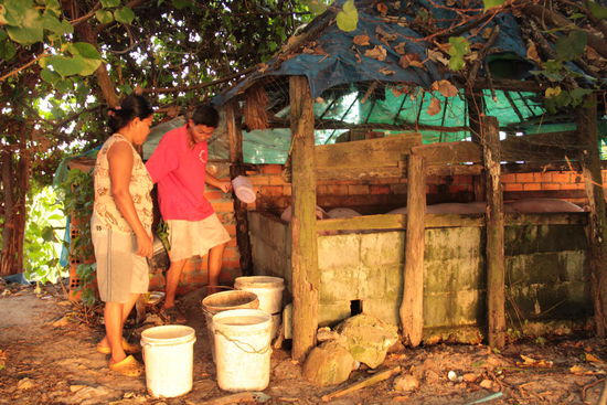 Landleben am Meer, hier: Schweinefütterung...
