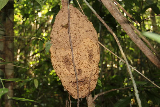 sogar die Waldameisen bauen sich in Kambodscha freundliche Wohnungen...