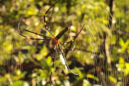 im Dschungel hat man Zeit zu beobachten, sehr elegantes Gebilde...