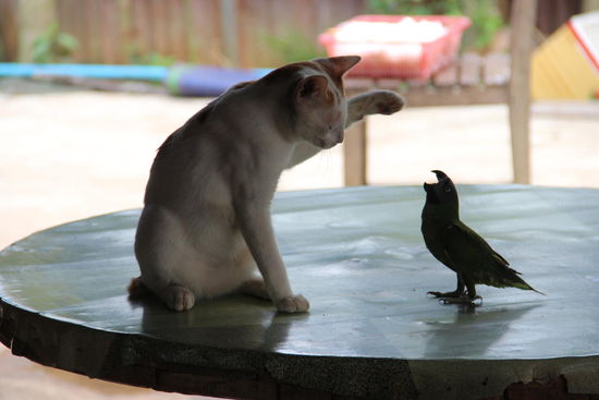 "wenn du nicht sofort deinen Schnabel hälst, dann......!"