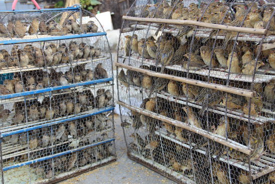 leider auch an manchen Ecken Tierquälerei....