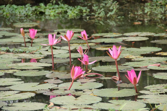 Seerosenteich (Lotusblüten) im Dschungel