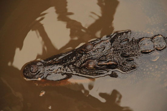 ..huch ein Krokodil, Gott sei dank gezüchtet.....