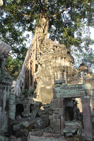 der Dschungel macht sich breit.....