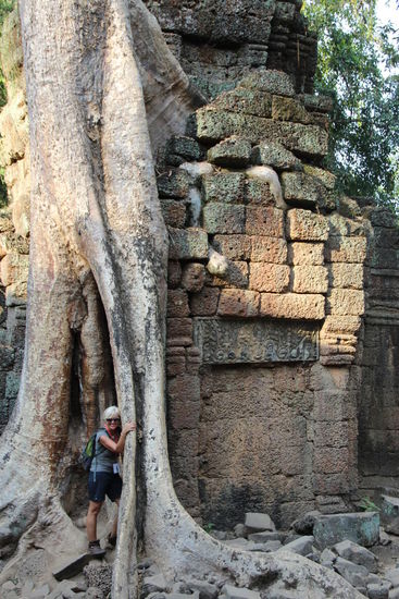 Urwaldriesen umzingeln Riesentempel...